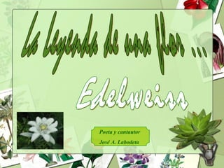 La Leyenda de una flor ... Edelweiss Poeta y cantautor  José A. Labodeta 