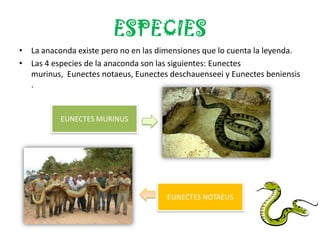 ESPECIES
• La anaconda existe pero no en las dimensiones que lo cuenta la leyenda.
• Las 4 especies de la anaconda son las siguientes: Eunectes
  murinus, Eunectes notaeus, Eunectes deschauenseei y Eunectes beniensis
  .


          EUNECTES MURINUS




                                      EUNECTES NOTAEUS
 