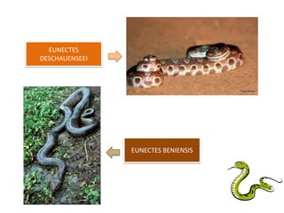 EUNECTES
DESCHAUENSEEI




                EUNECTES BENIENSIS
 