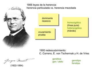 1866 leyes de la herencia: herencia particulada vs. herencia mezclada homocigótico (línea pura) heterocigótico (híbrido) dominante recesivo cruzamiento prueba (1822-1884) genotipo fenotipo genética gen / alelo 1900 redescubrimiento: C. Correns, E. von Tschermak y H. de Vries 