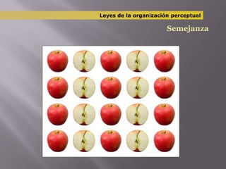 Leyes de la organización perceptualSemejanza