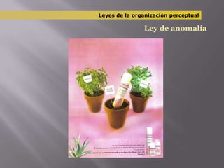 Leyes de la organización perceptualLey de anomalía