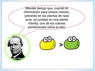 >
Mendel dedujo que, cuando la
información para ambos colores,
presente en las plantas de raza
pura, se juntaba en una planta
híbrida, uno de los colores
predominaba sobre el otro.
 