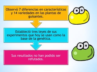 Sus resultados no han podido ser
refutados.
Estableció tres leyes de sus
experimentos que hoy se usan como la
base de la genética.
Observó 7 diferencias en características
y 14 variedades en las plantas de
guisantes.
 