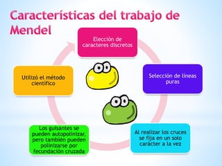 Elección de
caracteres discretos
Selección de líneas
puras
Al realizar los cruces
se fija en un solo
carácter a la vez
Los guisantes se
pueden autopolinizar,
pero también pueden
polinizarse por
fecundación cruzada
Utilizó el método
científico
 