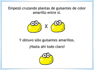 Empezó cruzando plantas de guisantes de color
amarillo entre sí.
X
Y obtuvo sólo guisantes amarillos.
¡Hasta ahí todo claro!
 