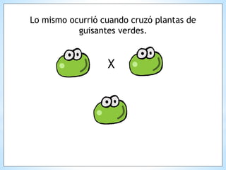 Lo mismo ocurrió cuando cruzó plantas de
guisantes verdes.
X
 
