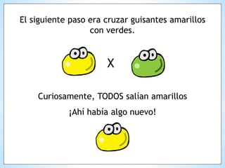 El siguiente paso era cruzar guisantes amarillos
con verdes.
X
Curiosamente, TODOS salían amarillos
¡Ahí había algo nuevo!
 