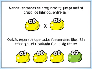 Mendel entonces se preguntó: “¿Qué pasará si
cruzo los híbridos entre sí?”
X
Quizás esperaba que todos fuesen amarillos. Sin
embargo, el resultado fue el siguiente:
 
