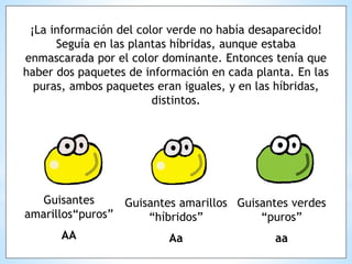 ¡La información del color verde no había desaparecido!
Seguía en las plantas híbridas, aunque estaba
enmascarada por el color dominante. Entonces tenía que
haber dos paquetes de información en cada planta. En las
puras, ambos paquetes eran iguales, y en las híbridas,
distintos.
Guisantes
amarillos“puros”
AA
Guisantes amarillos
“híbridos”
Aa
Guisantes verdes
“puros”
aa
 