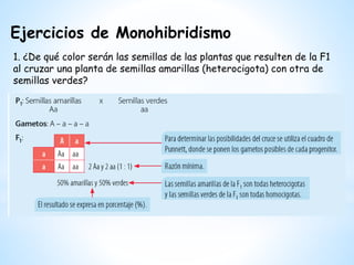 1. ¿De qué color serán las semillas de las plantas que resulten de la F1
al cruzar una planta de semillas amarillas (heterocigota) con otra de
semillas verdes?
Ejercicios de Monohibridismo
 