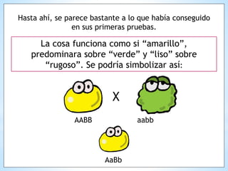 Hasta ahí, se parece bastante a lo que había conseguido
en sus primeras pruebas.
La cosa funciona como si “amarillo”,
predominara sobre “verde” y “liso” sobre
“rugoso”. Se podría simbolizar así:
X
AABB aabb
AaBb
 