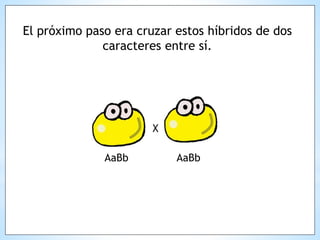 El próximo paso era cruzar estos híbridos de dos
caracteres entre sí.
X
AaBb AaBb
 