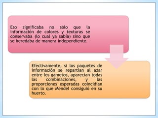 Eso significaba no sólo que la
información de colores y texturas se
conservaba (lo cual ya sabía) sino que
se heredaba de manera independiente.
Efectivamente, si los paquetes de
información se repartían al azar
entre los gametos, aparecían todas
las combinaciones, y las
proporciones esperadas coincidían
con lo que Mendel consiguió en su
huerto.
 