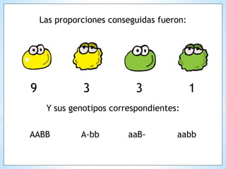 Las proporciones conseguidas fueron:
9 3 3 1
Y sus genotipos correspondientes:
AABB A-bb aaB- aabb
 
