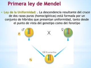 Primera ley de Mendel
 Ley de la Uniformidad: . La descendencia resultante del cruce
de dos razas puras (homocigóticas) está formada por un
conjunto de híbridos que presentan uniformidad, tanto desde
el punto de vista del genotipo como del fenotipo
 