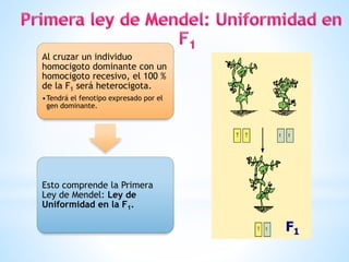 Al cruzar un individuo
homocigoto dominante con un
homocigoto recesivo, el 100 %
de la F1 será heterocigota.
•Tendrá el fenotipo expresado por el
gen dominante.
Esto comprende la Primera
Ley de Mendel: Ley de
Uniformidad en la F1.
F1
 