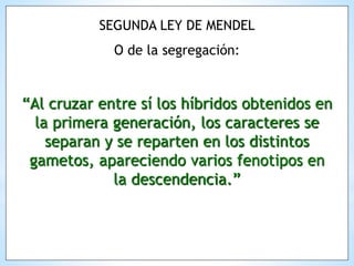 SEGUNDA LEY DE MENDEL
O de la segregación:
“Al cruzar entre sí los híbridos obtenidos en
la primera generación, los caracteres se
separan y se reparten en los distintos
gametos, apareciendo varios fenotipos en
la descendencia.”
 
