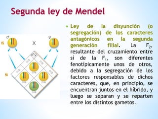 Segunda ley de Mendel
 Ley de la disyunción (o
segregación) de los caracteres
antagónicos en la segunda
generación filial. La F2,
resultante del cruzamiento entre
sí de la F1, son diferentes
fenotípicamente unos de otros,
debido a la segregación de los
factores responsables de dichos
caracteres, que, en principio, se
encuentran juntos en el híbrido, y
luego se separan y se reparten
entre los distintos gametos.
 