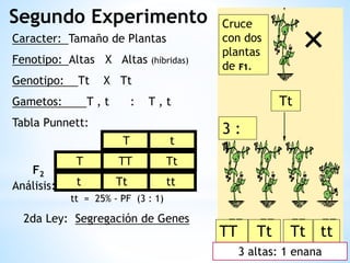 Segundo Experimento
Caracter: Tamaño de Plantas
Fenotipo: Altas X Altas (híbridas)
Genotipo: Tt X Tt
Gametos: T , t : T , t
Tabla Punnett:
Análisis: PG - TT = 25%, Tt = 50%,
tt = 25% - PF (3 : 1)
2da Ley: Segregación de Genes
T t
TT Tt
Tt tt
T
t
F2
Tt
TT Tt Tt tt
Cruce
con dos
plantas
de F1.
3 :
1
3 altas: 1 enana
 