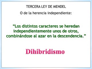“Los distintos caracteres se heredan
independientemente unos de otros,
combinándose al azar en la descendencia.”
TERCERA LEY DE MENDEL
O de la herencia independiente:
 