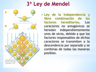 3ª Ley de Mendel
 Ley de la independencia y
libre combinación de los
factores hereditarios. Los
caracteres no antagónicos se
heredan independientemente
unos de otros, debido a que los
factores responsables de dichos
caracteres se transmiten a la
descendencia por separado y se
combinas de todas las maneras
posibles.
 