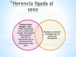 *
Thomas Hunt
Morgan (1866-
1945) trabajando
con la mosca del
vinagre (Drosophila
melanogaster)
describe el
mecanismo de la
determinación
cromosómica del
sexo
Realizó un examen
cuidadoso de las
células de
Drosophila
 