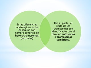 Estas diferencias
morfológicas se les
denominó con
nombre genérico de
heterocromosomas
(sexuales)
Por su parte, el
resto de los
cromosomas son
identificados con el
término autosomas
o cromosomas
somáticos.
 