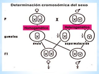 Homogamético Heterogamético
 