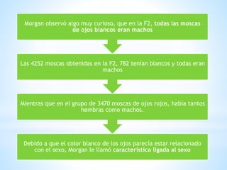 Debido a que el color blanco de los ojos parecía estar relacionado
con el sexo, Morgan le llamó característica ligada al sexo
Mientras que en el grupo de 3470 moscas de ojos rojos, había tantos
hembras como machos.
Las 4252 moscas obtenidas en la F2, 782 tenían blancos y todas eran
machos
Morgan observó algo muy curioso, que en la F2, todas las moscas
de ojos blancos eran machos
 