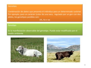 9Nuevos términos GENMendel lo llamó elemente y es el fragmento de ADN que lleva información para un determinado carácter (una proteína). El lugar que ocupa en el cromosoma se llama locus (plural, loci)ALELOSLas variantes de cada gen. Si las dos son iguales, el individuo es homocigoto. Si son diferentes, heterocigoto