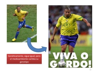 10GenotipoCombinación de alelos que presenta el individuo para un determinado carácter.Por ejemplo, para un carácter (color de una vaca,  regulado por un gen con dos alelos, los genotipos posibles son:AA, Aao aaFenotipoEs la manifestación observable del genotipo. Puede estar modificado por el medio ambiente