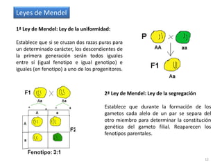 11Genéticamente, sigue igual, pero el medioambiente cambia su genotipo 