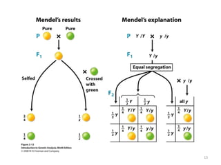 12Leyes de Mendel1ª Ley de Mendel: Ley de la uniformidad:Establece que si se cruzan dos razas puras para un determinado carácter, los descendientes de la primera generación serán todos iguales entre sí (igual fenotipo e igual genotipo) e iguales (en fenotipo) a uno de los progenitores.2ª Ley de Mendel: Ley de la segregaciónEstablece que durante la formación de los gametos cada alelo de un par se separa del otro miembro para determinar la constitución genética del gameto filial. Reaparecen los fenotipos parentales.