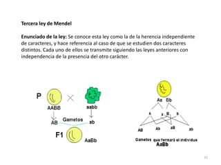 14Retrocruzamiento, retrocruce o cruzamiento prueba, se refiere al cruce de un híbrido para un carácter dominante con un individuo homocigoto .El retrocruzamiento es una técnica de análisis genético que se utiliza para diferenciar los individuos homocigóticos dominantes de los heterocigóticos respecto del mismo carácter, ya que ambos presentan el mismo fenotipo dominante. A?¿Homocigoto (AA) o heterocigoto (Aa)?Todos los descendientes iguales: El A? es AAAaA?Del cruce pueden salir dos posibilidadesAaaaDescendientes diferentes: El A? es Aaaa