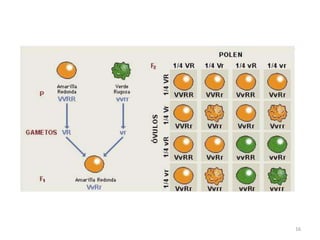 15Tercera ley de MendelEnunciado de la ley: Se conoce esta ley como la de la herencia independiente de caracteres, y hace referencia al caso de que se estudien dos caracteres distintos. Cada uno de ellos se transmite siguiendo las leyes anteriores con independencia de la presencia del otro carácter. 