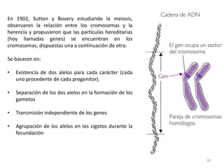 17PolihíbridosCuando los individuos de un cruce difieren en dos caracteres se llaman dihíbridos, si difieren en tres trihíbridos,  y así sucesivamente.Cada gen que añadimos al estudio multiplica por dos el número de gametos diferentes que se obtienen y el de fenotipos  posibles en la F2, mientras que los genotipos posibles en la F2 se multiplican por 3 por cada nuevo gen añadido
