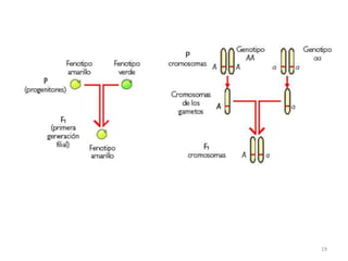 18En 1902, Sutton y Bovery estudiando la meiosis, observaron la relación entre los cromosomas y la herencia y propusieron que las partículas hereditarias (hoy llamadas genes) se encuentran en los cromosomas, dispuestas una a continuación de otra.Se basaron en:Existencia de dos alelos para cada carácter (cada uno procedente de cada progenitor).