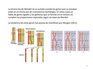 Separación de los dos alelos en la formación de los gametos