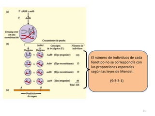 Transmisión independiente de los genes
