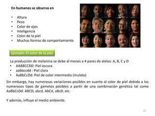 20La tercera ley de Mendel no se cumple cuando los genes que se estudian están en el mismo par de cromosomas homólogos. En estos casos se habla de genes ligados y los gametos que se forman en la meiosis no cumplen las proporciones esperadas según las leyes de MendelLa existencia de estos genes fue puesta de manifiesto por Morgan (1911).   