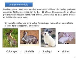 21El número de individuos de cada fenotipo no se correspondía con las proporciones esperadas según las leyes de Mendel:(9:3:3:1)