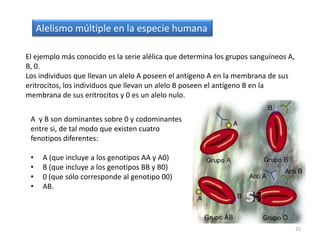 22Herencia poligénicaMuchos caracteres como el peso, forma, altura, color y metabolismo son gobernados por el efecto acumulativo de muchos genes. La herencia poligénica no se expresa en absoluto como caracteres discretos, como en el caso de los caracteres mendelianos. En vez de ello los caracteres poligénicos se reconocen por expresarse como graduaciones de pequeñas diferencias (una variación continua). El resultado forma una curva con un valor medio en el pico y valores extremos en ambas direcciones. 