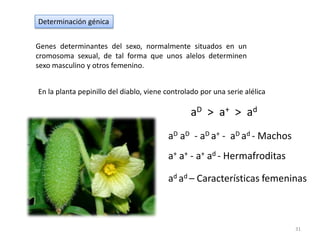 Muchas formas de comportamiento Ejemplo: El color de la pielLa producción de melanina se debe al menos a 4 pares de alelos: A, B, C y DAABBCCDD: Piel oscura