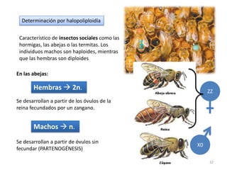 aabbccdd : Piel clara