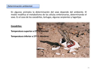 AaBbCcDd: Piel de color intermedio (mulato)Sin embargo, hay numerosas variaciones posibles en cuanto al color de piel debido a los numerosos tipos de gametos posibles a partir de una combinación genética tal como AaBbCcDd: ABCD, abcd, AbCd, aBcD, etc. Y además, influye el medio ambiente.