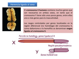 24Alelismo múltipleMuchos genes tienes más de dos alternativas alélicas, de hecho, podemos encontrar fácilmente genes con 3, 4,...  20 alelos. El conjunto de los alelos posibles en un locus se llama serie alélica. La existencia de estas series alélicas es debida a las mutaciones.Un ejemplo es el de una serie alélica formada por cuatro alelos y que afecta al color de la capa (pelaje) en conejos: Color agutí   >    chinchilla       >    himalaya          >     albino 