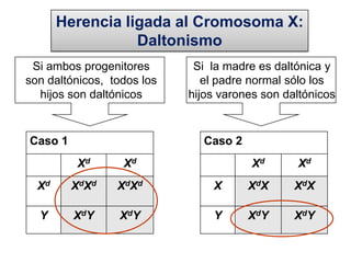25Alelismo múltiple en la especie humanaEl ejemplo más conocido es la serie alélica que determina los grupos sanguíneos A, B, 0. Los individuos que llevan un alelo A poseen el antígeno A en la membrana de sus eritrocitos, los individuos que llevan un alelo B poseen el antígeno B en la membrana de sus eritrocitos y 0 es un alelo nulo. A  y B son dominantes sobre 0 y codominantes entre si, de tal modo que existen cuatro fenotipos diferentes: A (que incluye a los genotipos AA y A0) 