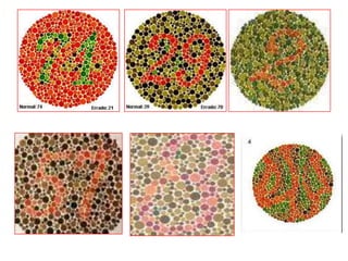 0 (que sólo corresponde al genotipo 00)