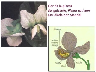Cruces genéticos de líneas puras (línea verde x línea amarilla)